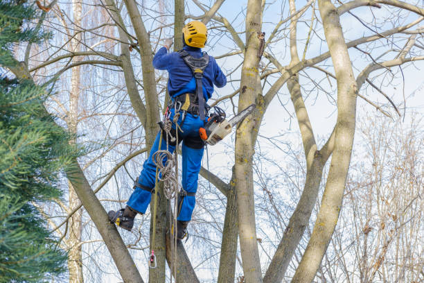 Reliable Mcswain, CA Tree Services Solutions